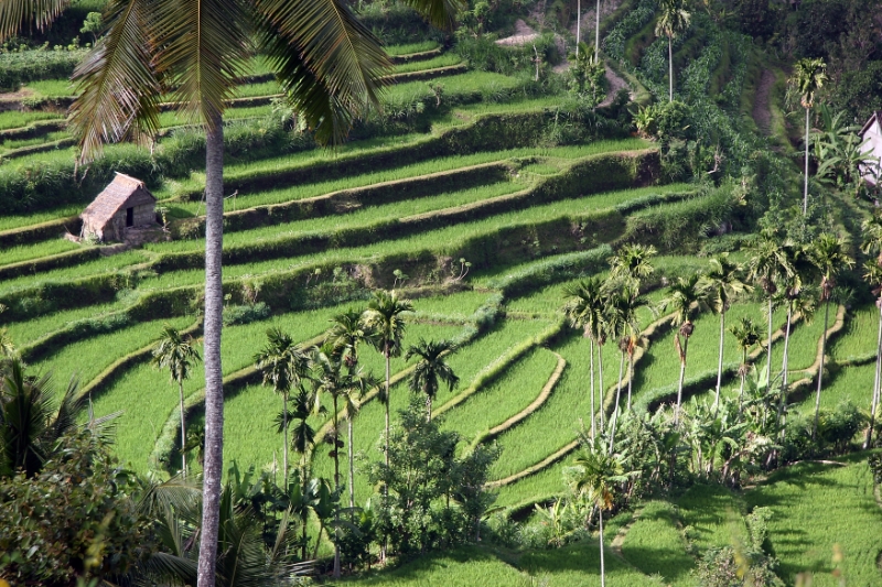 Tirtagangga, Bali Tirtagangga Indonesia 4.jpg - Indonesia Bali Tirtagangga